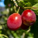 支分権という実がなる著作権